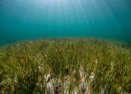 UNEP, ICRI grant $80,000 for 7 marine conservation projects