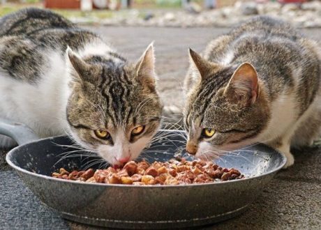 Mars Petcare becomes first to deploy food safe recycled plastic packaging