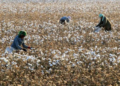 الصين تدخل معايير جديدة لانتاج القطن المستدام