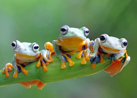 GRI urges companies’ high quality disclosure of biodiversity impact