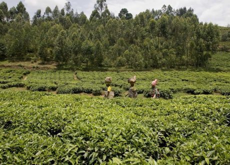 FAO urges more social, environmental sustainability in tea sector