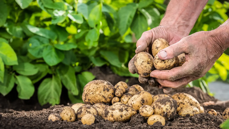 Unilever, AXA, Tikehau Capital to invest € 300 m to accelerate shift to regenerative agriculture