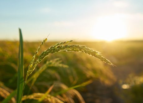 EU to mobilize €600 m to back ACP states in face of food crisis