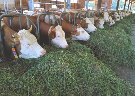 New Zealand may put price on emissions from cows and sheep
