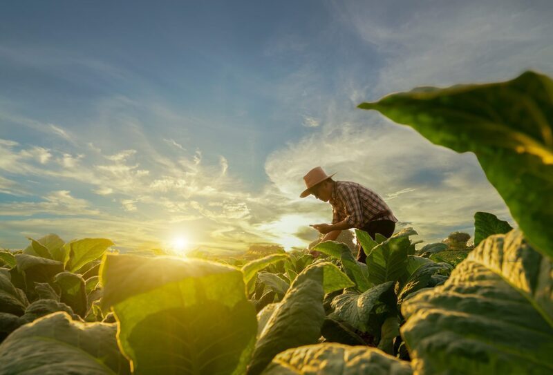 Google Cloud, Agrology team up to help reduce CO2 emissions from fertilizers, nutrients