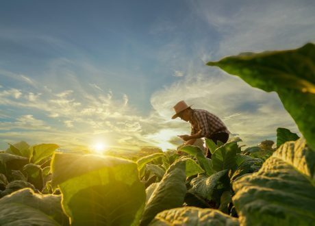 Google Cloud, Agrology team up to help reduce CO2 emissions from fertilizers, nutrients