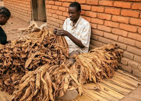 WHO report: Tobacco industry costs lives of 8 m people, responsible for 84 m tons of CO2