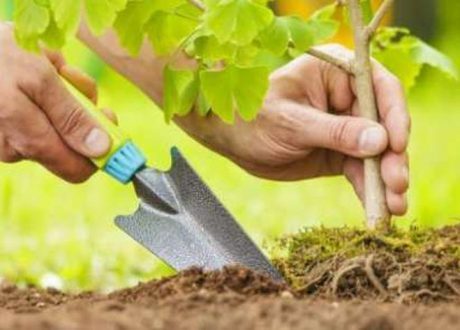 Egypt to plant 100 million trees, launch major Nile clean-up campaign