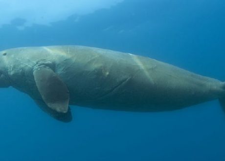 Abu Dhabi initiative for restoring ecosystem represents model of targeting both land, Sea
