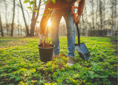 UK earmarks £44.2 m to plant millions of trees