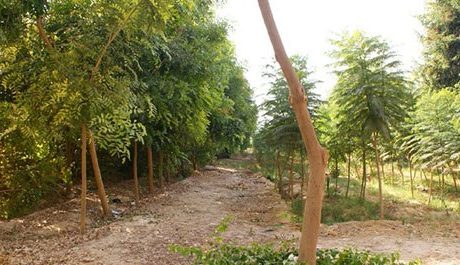 زراعة 100 شجرة في الأقصر بأسماء الدول المشاركة بقمة المناخ COP27