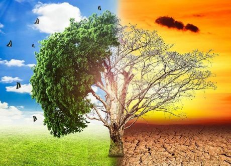 غداً.. «الأعلى للثقافة» يناقش أهداف التنمية المستدامة وتغير المناخ