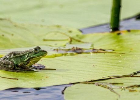 UN recognizes UAE, AU initiatives among 10 World Restoration Flagships