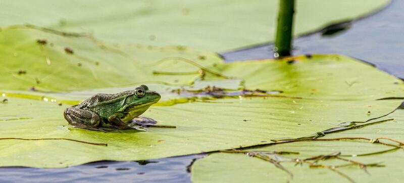 UN recognizes UAE, AU initiatives among 10 World Restoration Flagships