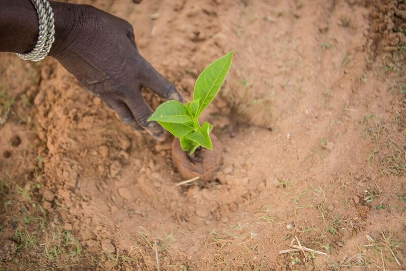 Africa’s Great Green Wall changes millions of lives as 18 m ha of degraded lands restored