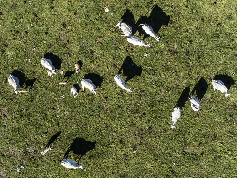 FAO first SOC study highlights needed actions to increase soil’s capability to store excess carbon