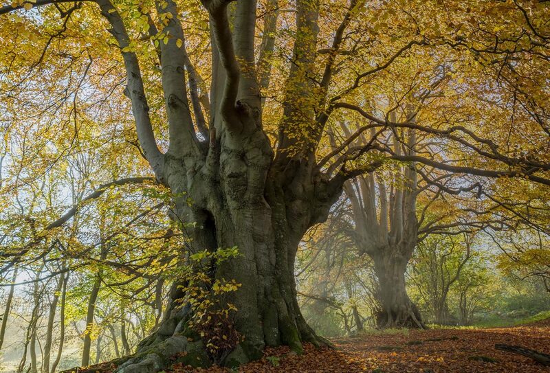 UK’s new online Climate Change Hub promotes Net Zero goal