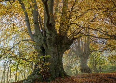 UK’s new online Climate Change Hub promotes Net Zero goal