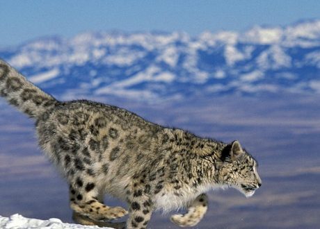 UK earmarks £40 m to over 80 projects for protecting wildlife, biodiversity