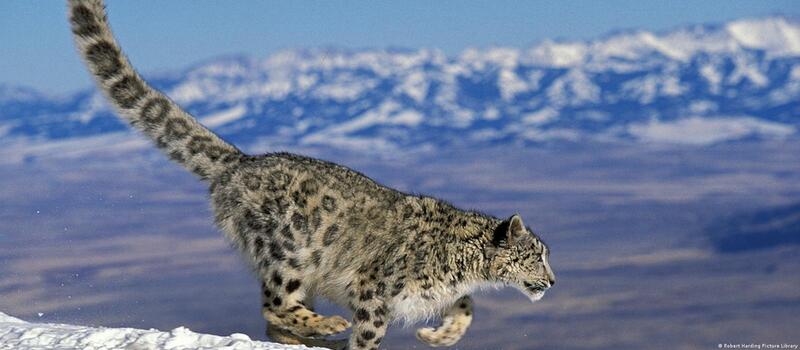 UK earmarks £40 m to over 80 projects for protecting wildlife, biodiversity