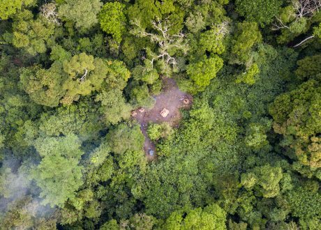 UK, FAO team up for £24.5 m program to accelerate anti-deforestation efforts