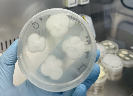 Study: Plastic can be biodegraded by two common strains of fungi