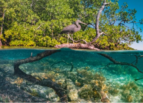 UNEP Chief: Biodiversity financing gap estimated at $559-824 bn annually