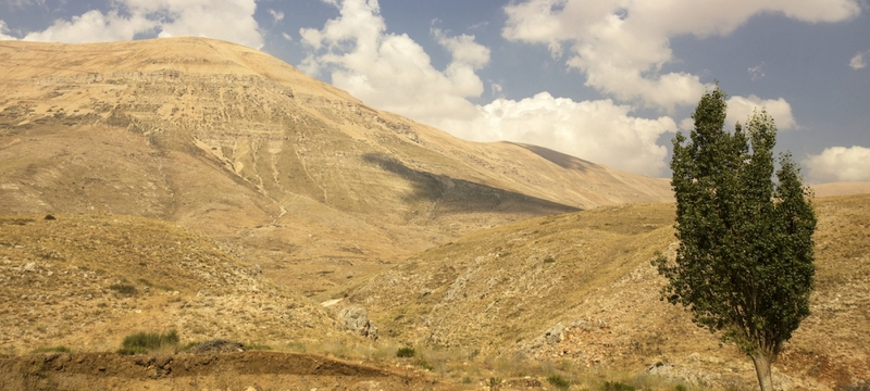 Lebanon’s “Shade for Life” project focuses on planting clusters of up to 150 large trees