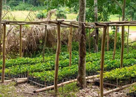 CHF 4 m public-private partnership to restore forests in Côte d’Ivoire