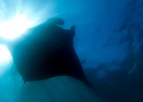 World recognizes importance new alliances to protect oceans