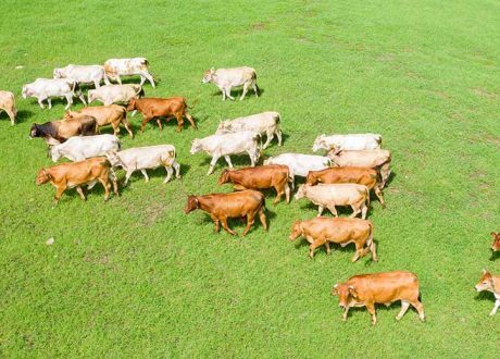 Nestlé exploring different approaches to reduce dairy’s GHGs 