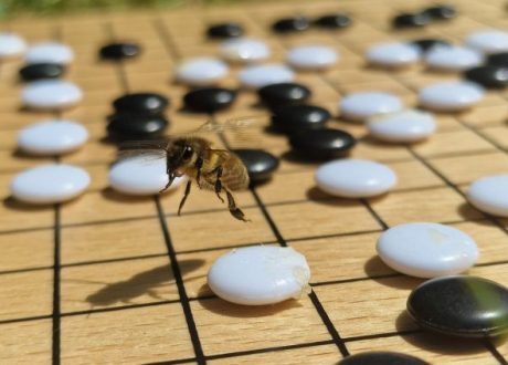 Research examines how honeybees’ brain can inspire more efficient robots