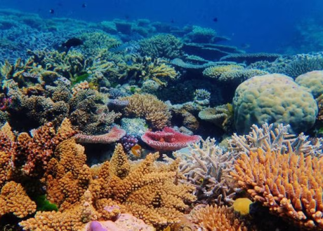 SHEBA teams up with Hawai singer Cravalho, Kuleana Coral Reefs to step up restoring coral reefs 