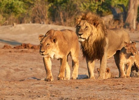 New research: About $ 3 bn needed annually for protecting all remaining African lions