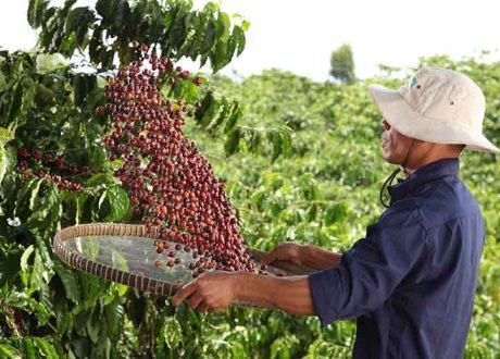 Nestlé piloting weather insurance program to help farmers cope with unpredictable weather patterns