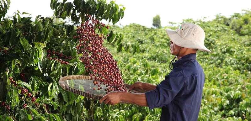 Nestlé piloting weather insurance program to help farmers cope with unpredictable weather patterns