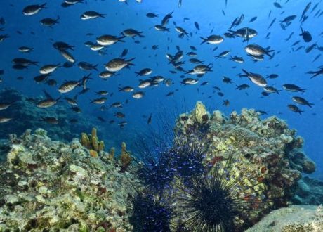 Arcadia donates $72m to eight new seascape restoration projects