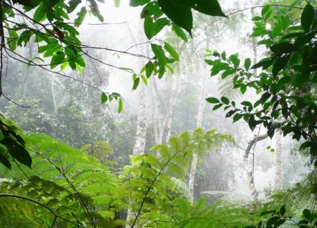New way to price carbon credits to encourage investment in forest preservation