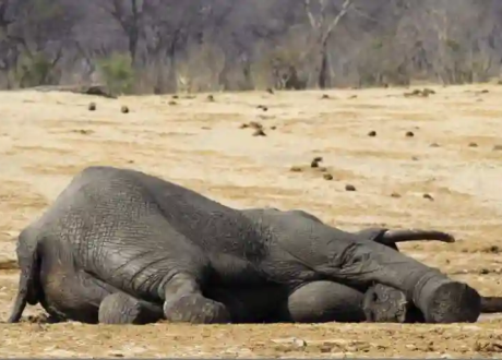 About 100 elephants dead in Zimbabwe over El Niño, water shortage