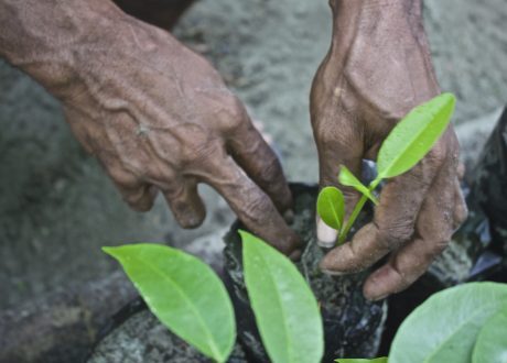 How UNDP backs developing countries access carbon markets?