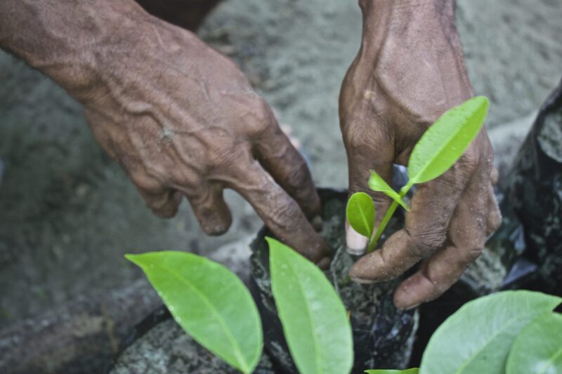 How UNDP backs developing countries access carbon markets?