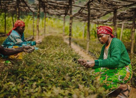 Backing African local groups to create 88,000 jobs, restore lands