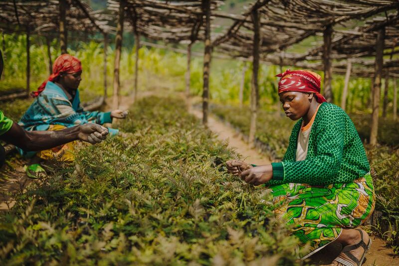 Backing African local groups to create 88,000 jobs, restore lands