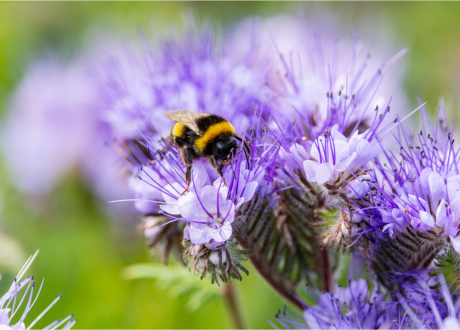 New GRI standard for companies to disclose their impacts on biodiversity