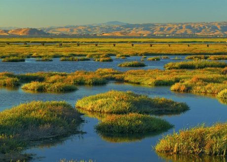 New Copernicus tool to back wetlands protection efforts