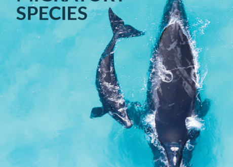 UN report: Over 22% of CMS-listed species threatened with extinction