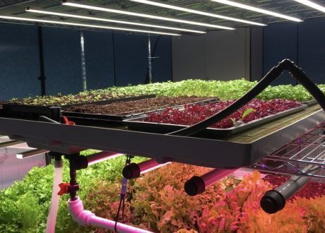 Sheffield Univ. developing low-carbon synthetic fertilizers from waste by-products