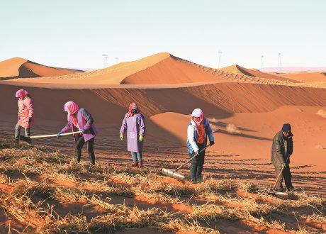 Saudi Arabia, UNEP launch anti-desertification campaigns ahead of WED
