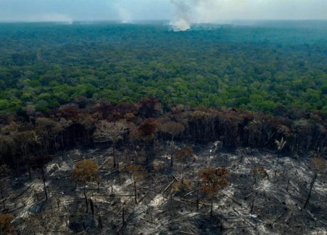 Over 300 firms committed to TNFD since 2023 to restore nature