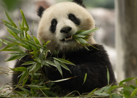 FedEx donates fees for transporting two pandas under environmental conservation efforts